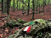 20 Camminiamo su tappeto di foglie in faggeta 